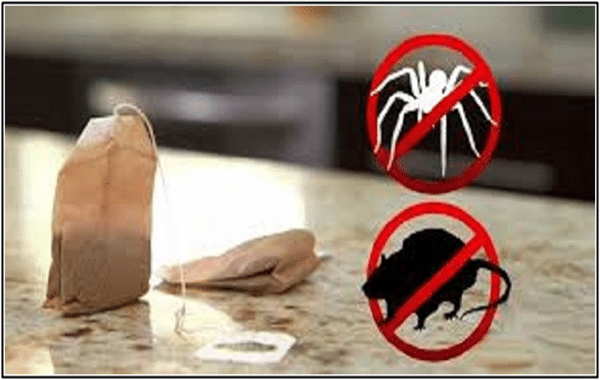 Comment se débarrasser des araignées dans la maison ?